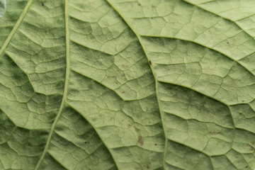 Close up macro image of Piper sarmentosum leaf