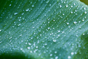 Banana tree leaves in Surinam, South America