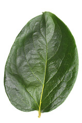 Obraz premium Persimmons leaf green on white background.