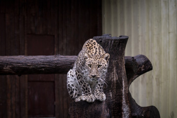 Fototapeta na wymiar leopard sitting on trunk in zoo