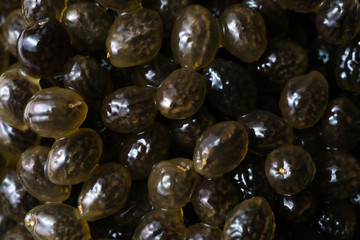 close up of Papaya Seeds