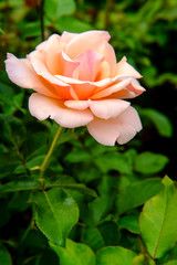 Naklejka premium Pink Floribunda Rose