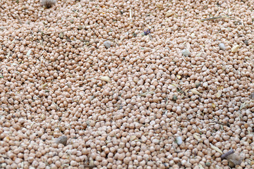dry chickpeas for packaging.dry chickpeas for health, protein source chickpeas,close-up, lots of edible dry chickpeas,


