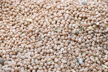 dry chickpeas for packaging.dry chickpeas for health, protein source chickpeas,close-up, lots of edible dry chickpeas,


