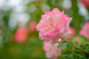 Pink Grandiflora Rose