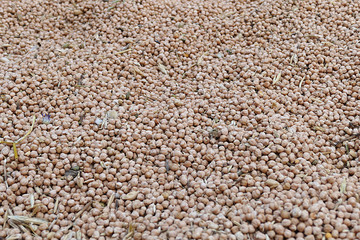 dry chickpeas for packaging.dry chickpeas for health, protein source chickpeas,close-up, lots of edible dry chickpeas,


