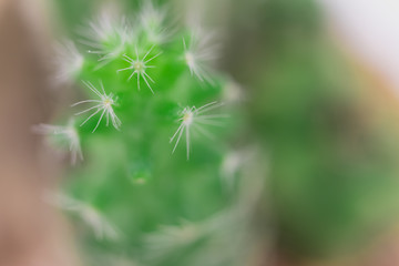 Fototapeta premium Close up photograph of a cactus on a white background.