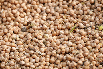 dry chickpeas for packaging.dry chickpeas for health, protein source chickpeas,close-up, lots of edible dry chickpeas,


