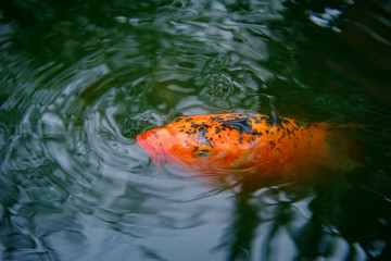 Decorative Koi Fish