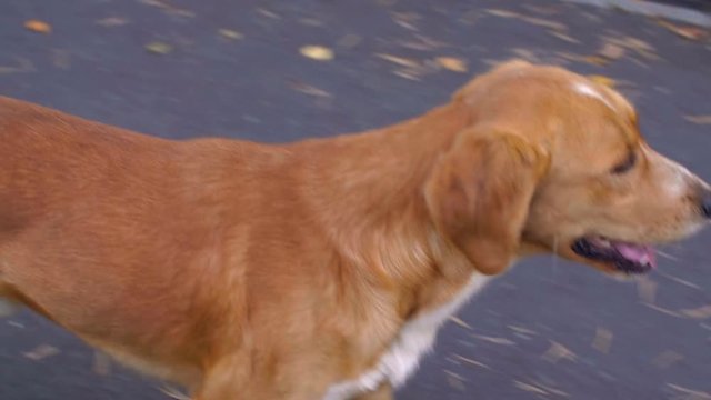 Ginger dog breathes with open mouth, walking in park and looking around.