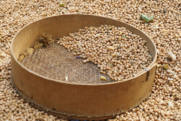 dried chickpeas and manually sieve, sift and clean chickpeas,

