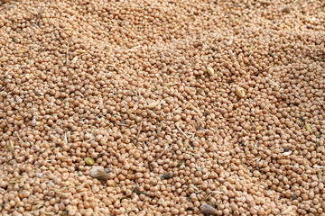 dry chickpeas for packaging.dry chickpeas for health, protein source chickpeas,close-up, lots of edible dry chickpeas,


