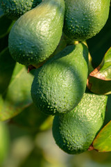 Seasonal harvest of green orgaic avocado, tropical green avocadoes riping on big tree