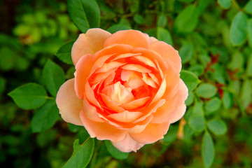 Orange Shrub Rose