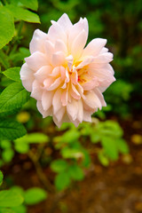 Obraz premium Pink Shrub Rose