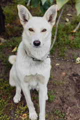 White dog guarding