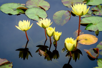 Yellow Hardy Waterlily Flowers © Ezume Images