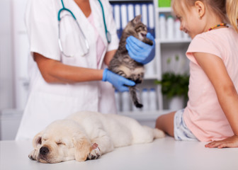 Little girl at the veterinary with her sleeping puppy dog - checking out a kitten