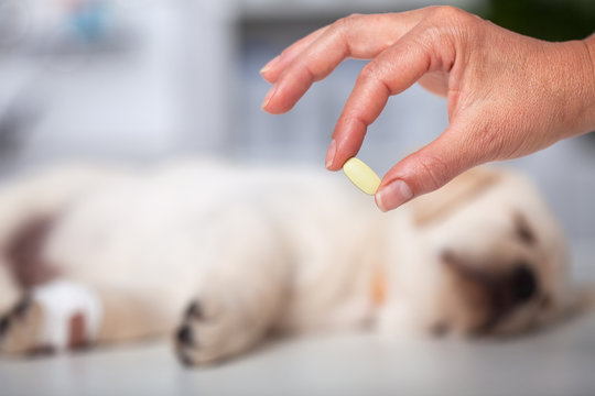 Woman hand holding medication for veterinary purposes - sleeping puppy in background