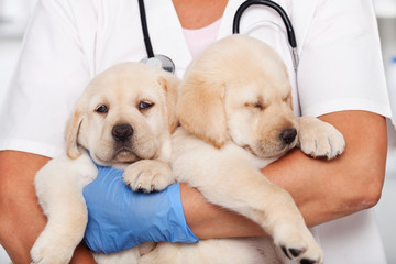 Woman veterinary healthcare professional holding two cute labrador puppies