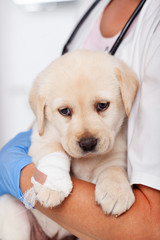 Cute labrador puppy dog in the arms of veterinary care professional