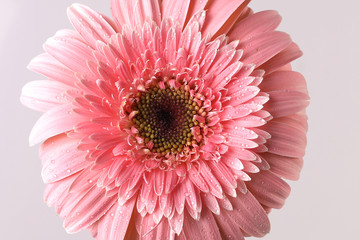 pink gerbera flower isolated on white background