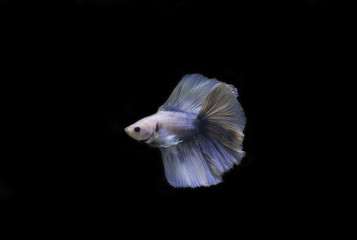 Thai betta fish in the black background.They are beautiful fighters. Thai betta fish in the black background.They are beautiful fighters.