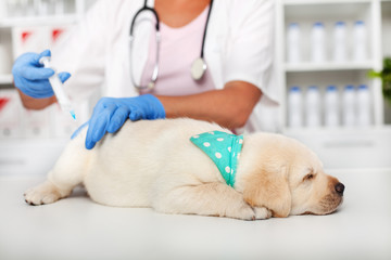 Cute labrador puppy asleep on the table of the veterinary doctor - getting a vaccine