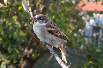 Spatz sitzt auf einem Ast