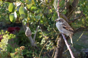 Spatz sitzt auf einem Ast