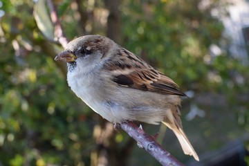 Spatz sitzt auf einem Ast