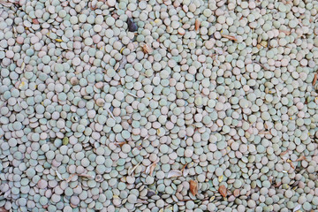 green dry lentils separated for cooking,
Dry edible green lentil allocated to,

