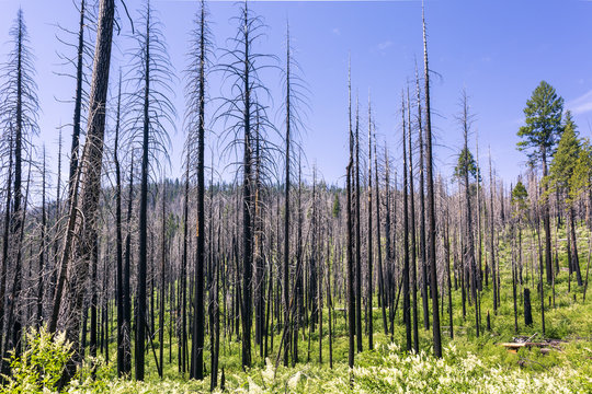 A forest fire destroys an area of forest in Yosemite Valley in the Yosemite National Park, California