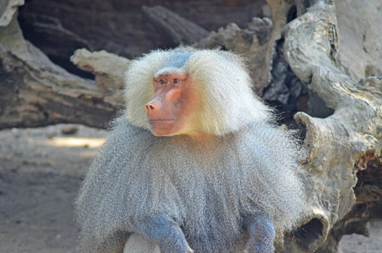 Hamadryas baboon