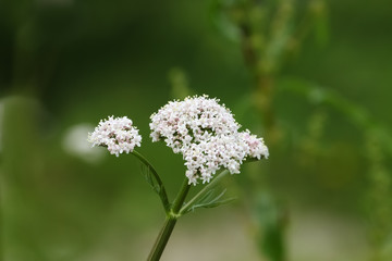 Pflanze Baldrain, Valeriana officinalis 