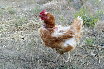 yellow chicken close-up,

