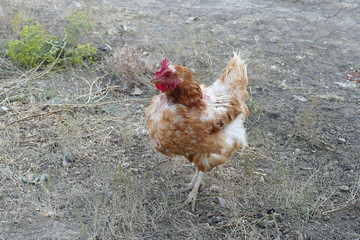 yellow chicken close-up,

