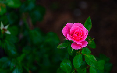 Rosa Rose und natürliche Hintergrund unscharf.