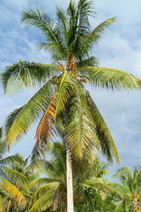 Palm tree in Suriname