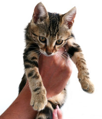 black-brown cat on white back ground, pictures of big-eyed cats,


