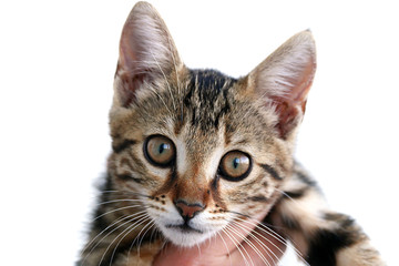 Obraz premium black-brown cat on white back ground, pictures of big-eyed cats,