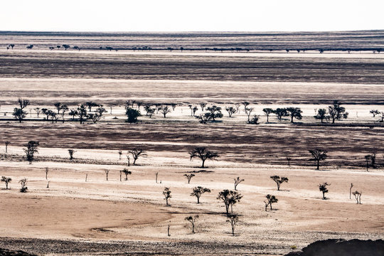 Layered landscape of plains punctuated by silhouetted dark trees, south of Walvis Bay, Namibia