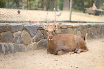 Deer lay on the floor and look sraight at something