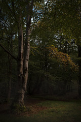 Beautiful autumnal nature photo capturing the vibrancy of ambers, yellows, golds and reds.