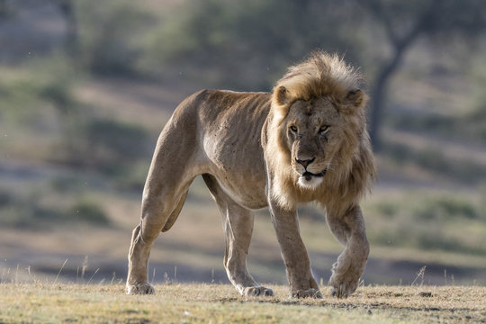 A male lion (Panthera leo), Ndutu, Ngorongoro Conservation Area, Serengeti, Tanzania