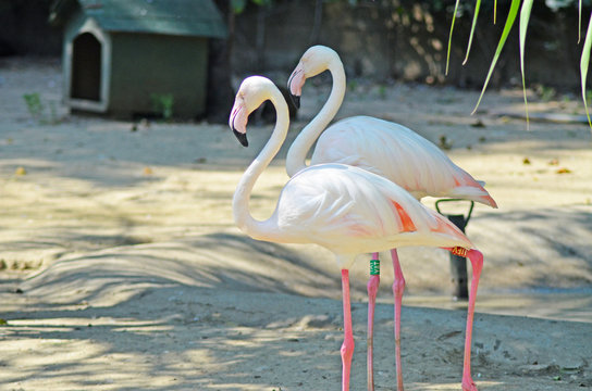 Flamingos
