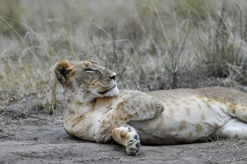 Lion