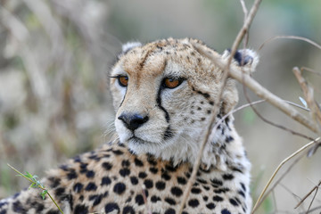 cheetah © Herbert