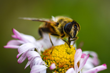 Macro image of an insect gathering nectar from a daisy in the spring.
