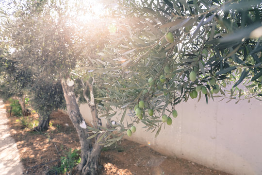 Olive tree branches with green olives before harvesting.